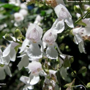 Prostanthera lasianthos flora ALA source