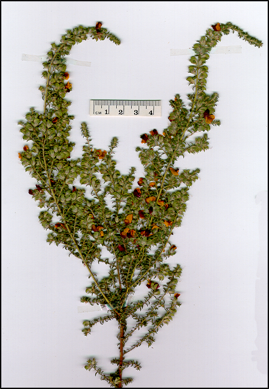 Pultenaea foliolosa (base)