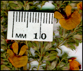Pultenaea foliolosa (f)