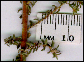 Pultenaea foliolosa (l)