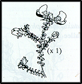 Pultenaea foliolosa (outline)