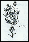 Pultenaea largiflorens (outline)