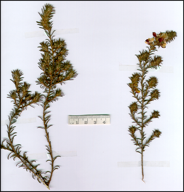 Pultenaea procumbens (base)