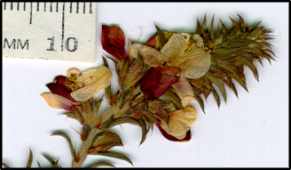 Pultenaea procumbens (f)