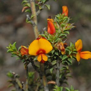 Pultenaea procumbens flora ALA source