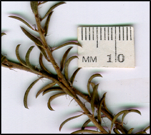 Pultenaea procumbens (l)