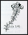 Pultenaea procumbens (outline)
