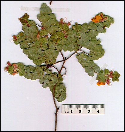 Pultenaea spinosa (base)