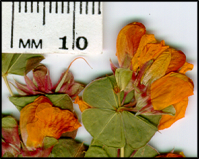 Pultenaea spinosa (f)