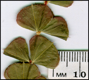 Pultenaea spinosa (l)