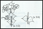 Pultenaea spinosa (outline)