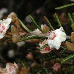 Ricinocarpos bowmanii flora ALA source