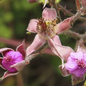 Rubus parvifolius flora ALA source