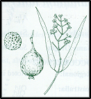 Santalum acuminatum (outline)