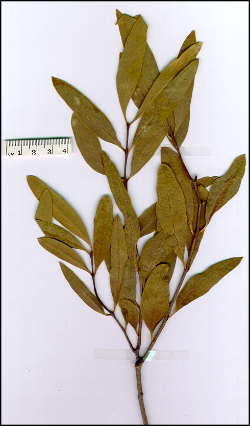 Santalum lanceolatum (base)