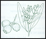 Santalum lanceolatum (outline)