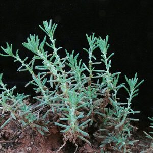 Sclerolaena muricata var semiglabra flora ALA source