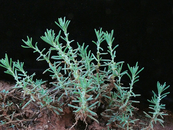 Sclerolaena muricata var semiglabra flora ALA source