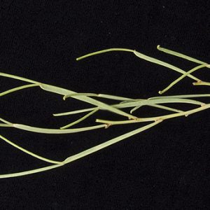 Senna artemisioides subsp x petiolaris flora ALA source