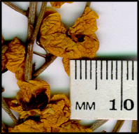 Senna artemisioides subsp zygophylla (f)