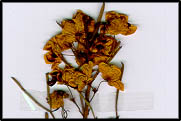 Senna artemisioides subsp zygophylla (lq)
