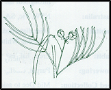 Senna artemisioides subsp zygophylla (outline)