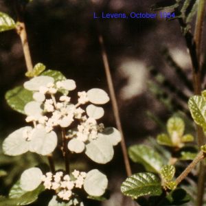 Spyridium parvifolium flora ALA source