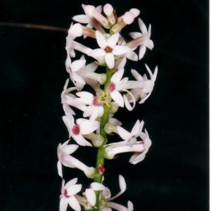 Stackhousia monogyna flora ALA source