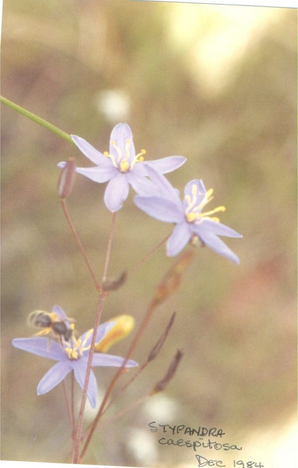 Stypandra glauca flora ALA source