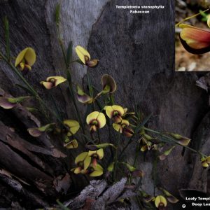 Templetonia stenophylla flora ALA source