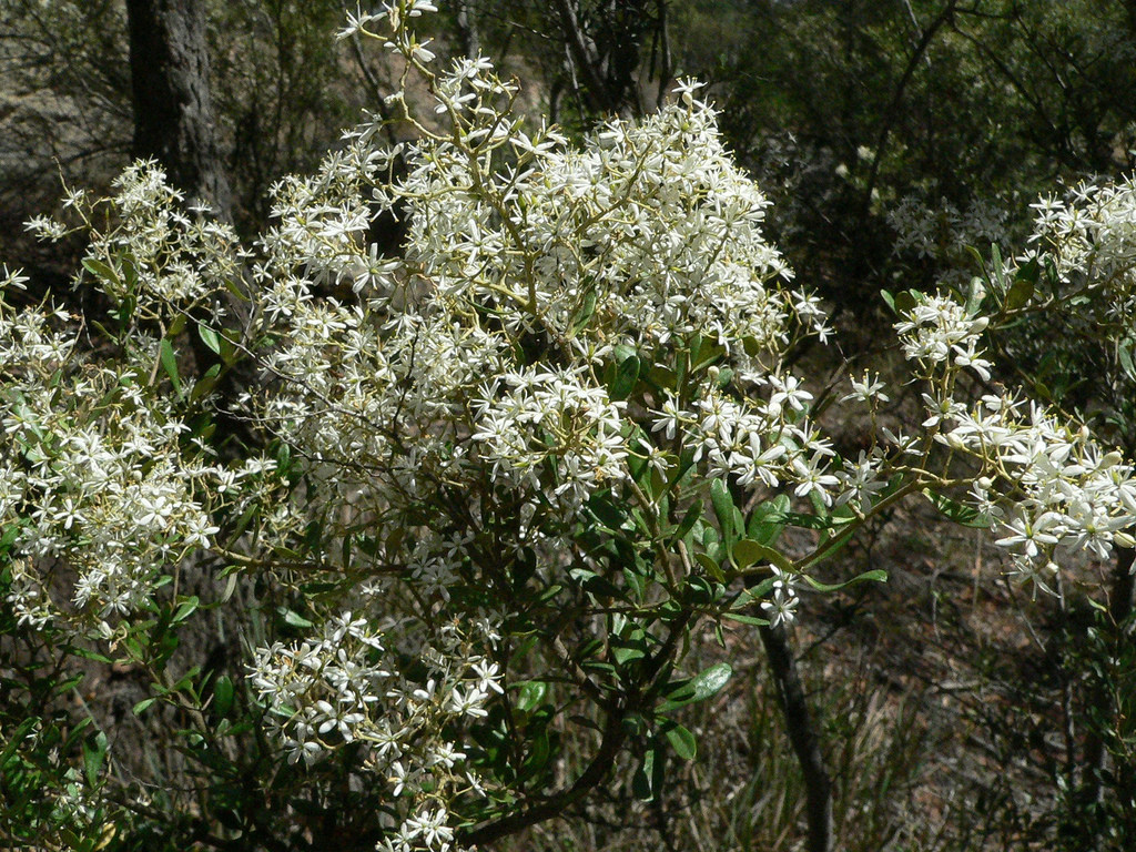 Bursaria lasiophylla flora plant