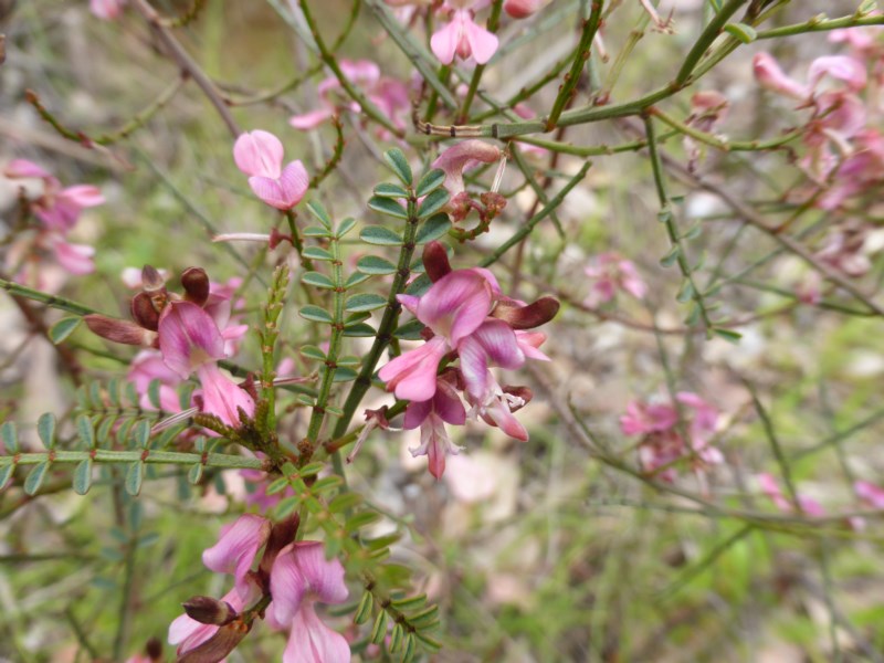 Indigofera adesmiifolia flora flowers