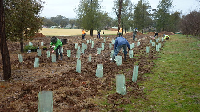 Planting event - 2-8-2015 - Woolshed Thurgoona Landcare Group