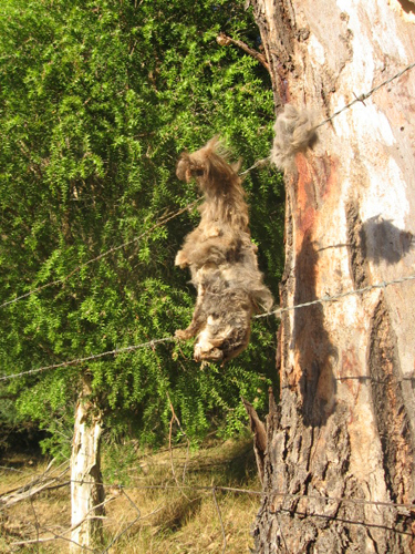 A dead glider was found tangled on barb wire in a fence - Woolshed Thurgoona Landcare Group