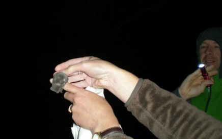 Bats at the Lake Hume Spillway - Woolshed Thurgoona Landcare Group
