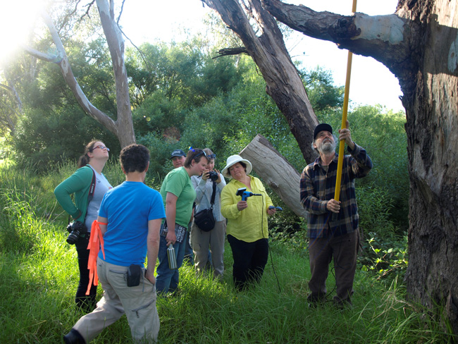 Checking the nestbox - Woolshed Thurgoona Landcare Group