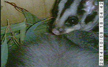 Glider - Woolshed Thurgoona Landcare Group