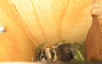 Gliders found nesting in one of the recently erected nest boxes near the Lake Hume resort - Woolshed Thurgoona Landcare Group