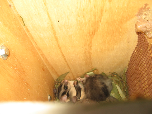 Gliders found nesting in one of the recently erected nest boxes near the Lake Hume resort - Woolshed Thurgoona Landcare Group