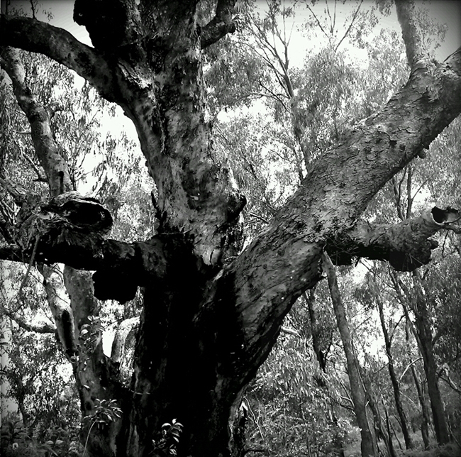 Hollow bearing tree at Woolshed Creek, Thurgoona - Woolshed Thurgoona Landcare Group