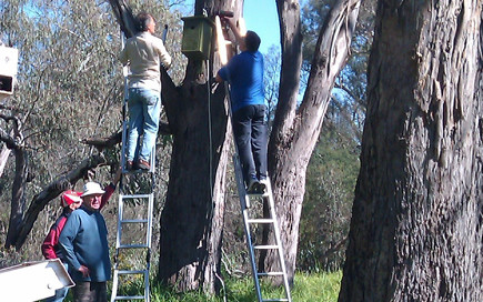 Installing nestboxes at the Lake Hume Spillway - Woolshed Thurgoona Landcare Group