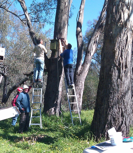 Installing nestboxes at the Lake Hume Spillway - Woolshed Thurgoona Landcare Group