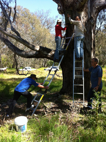 Installing nestboxes at the Lake Hume Spillway - Woolshed Thurgoona Landcare Group
