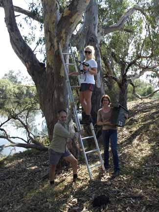 Nest box installation - Woolshed Thurgoona Landcare Group