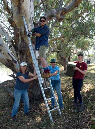 Nest box installation - Woolshed Thurgoona Landcare Group