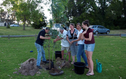 Planting the planned clone of the Hovell tree - Woolshed Thurgoona Landcare Group