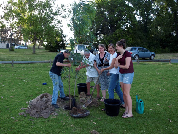 Planting the planned clone of the Hovell tree - Woolshed Thurgoona Landcare Group