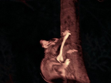 Possum found climbing a tree - Woolshed Thurgoona Landcare Group