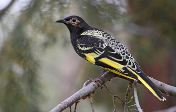 Regent Honeyeater - Woolshed Thurgoona Landcare Group