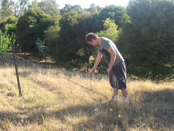 Removing barb wire in a high risk area - Woolshed Thurgoona Landcare Group